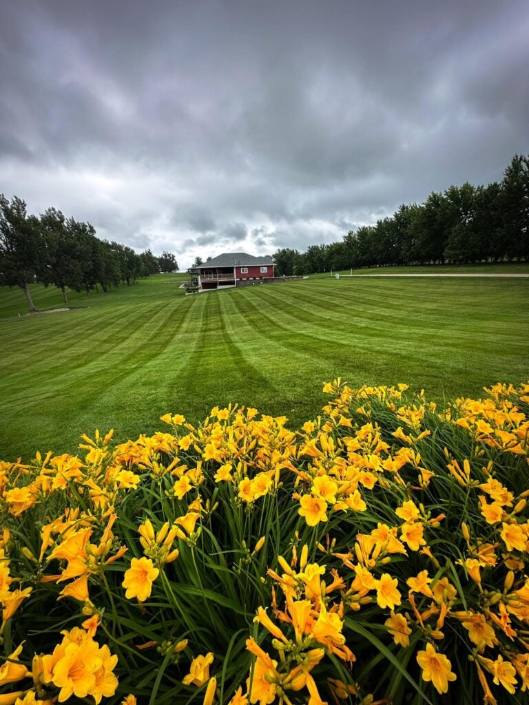Lawn picture with flowers